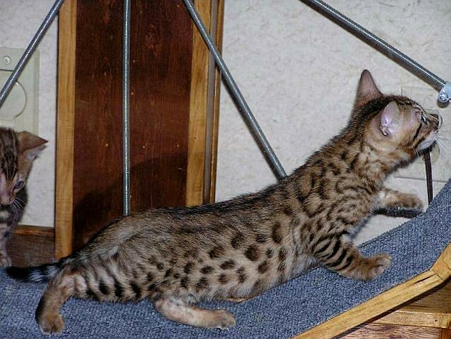 Lancelot Learns the Wheel!